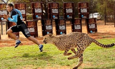 Bryan Habana vs cheetah
